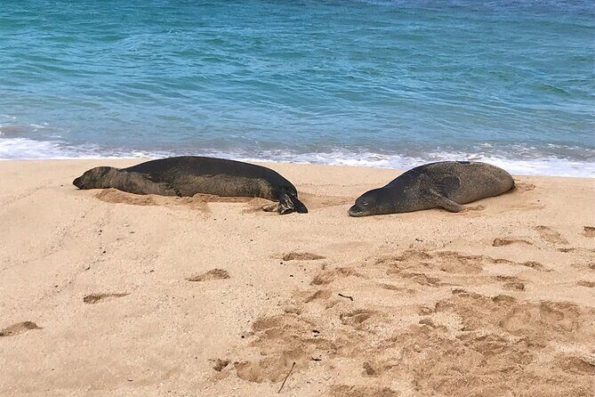Sea / Eat & See The North Shore - Sea-turtle swimming: the highlight worth building the day around