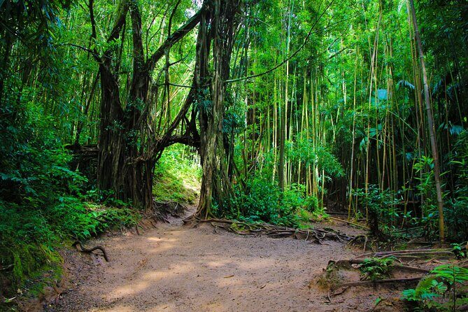 Self guided Hike Trail to Nature Walk & Waterfall - Stop 2: Manoa Falls Viewing Time and Film-Jungle Connections