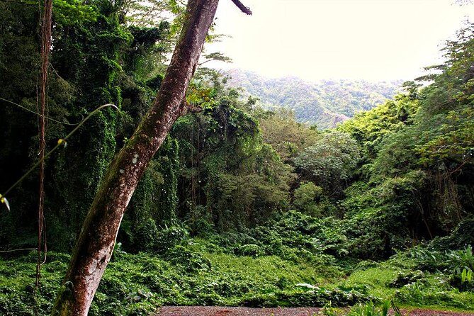 Self guided Hike Trail to Nature Walk & Waterfall - The Plantations Stop: Where Manoa’s Sugar and Coffee Story Shows Up