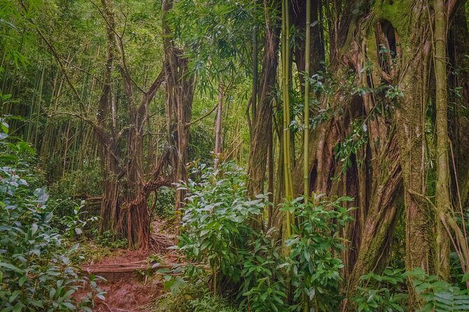 Self guided Hike Trail to Nature Walk & Waterfall - What You’ll Really Need: Shoes, Bugs, and Rain Reality