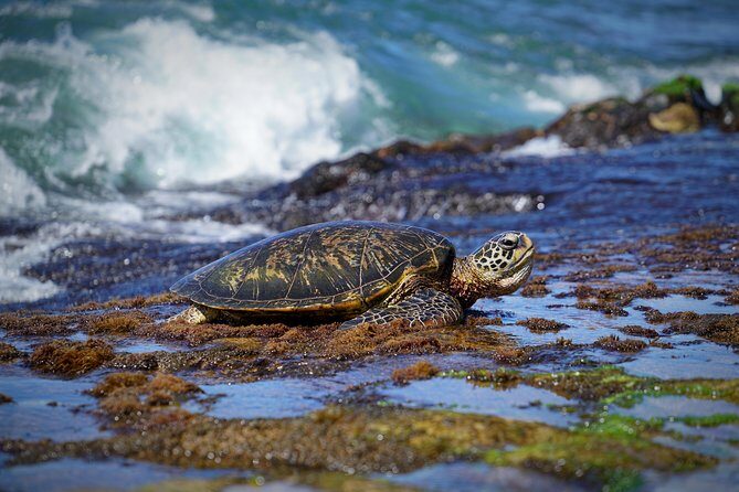 Sunrise Plus Island Tour - Meals you’ll plan for: lunch is not included
