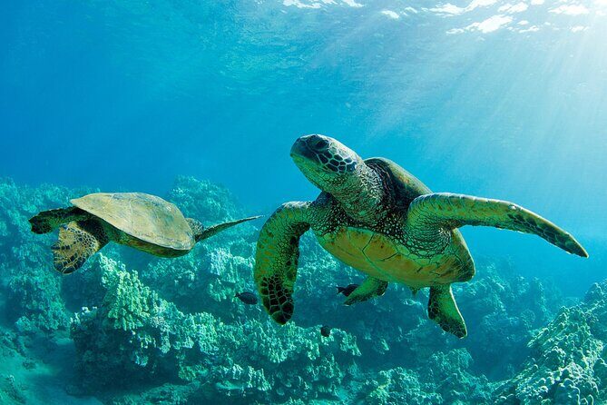 Ultimate North Shore Adventure: Full-Day Hawaiian Experience - Key Highlights at a Glance
