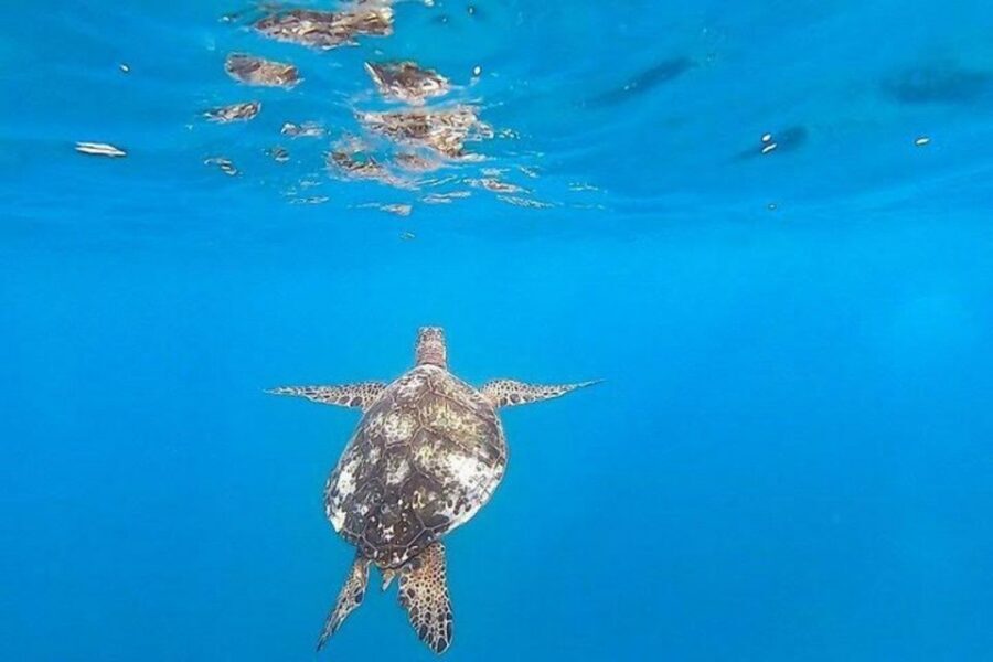 Waikiki Beach: Turtle Snorkeling and Sailing on Hāwea - What Can Go Wrong (Reality Check)
