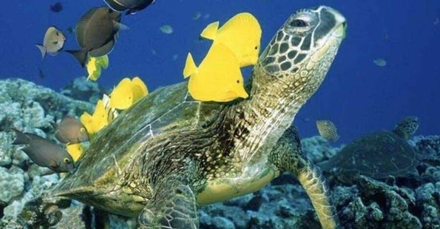 Waikiki Beach: Turtle Snorkeling and Sailing on Hāwea - Waikiki’s Turtle Canyon Trip Feels Purpose-Built