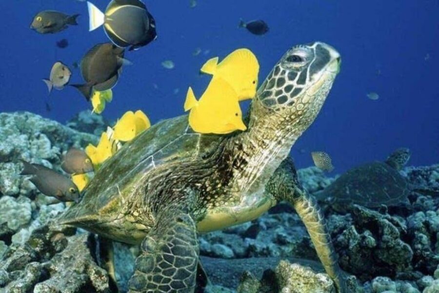 Waikiki Beach: Turtle Snorkeling and Sailing on Hāwea - The 2.5-Hour Flow: A Sweet Spot for Turtle Time