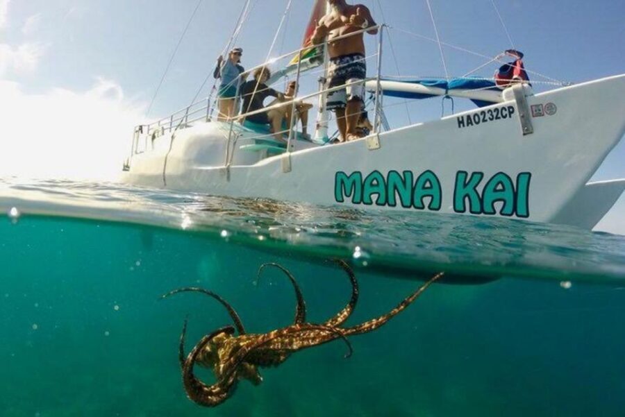 Waikiki Beach: Turtle Snorkeling and Sailing on Hāwea - Back on Deck: Cruise Views and Unhurried Recovery