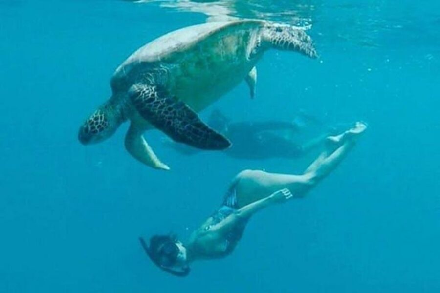 Waikiki Beach: Turtle Snorkeling and Sailing on Hāwea - Who This Tour Fits Best (And Who Should Skip It)