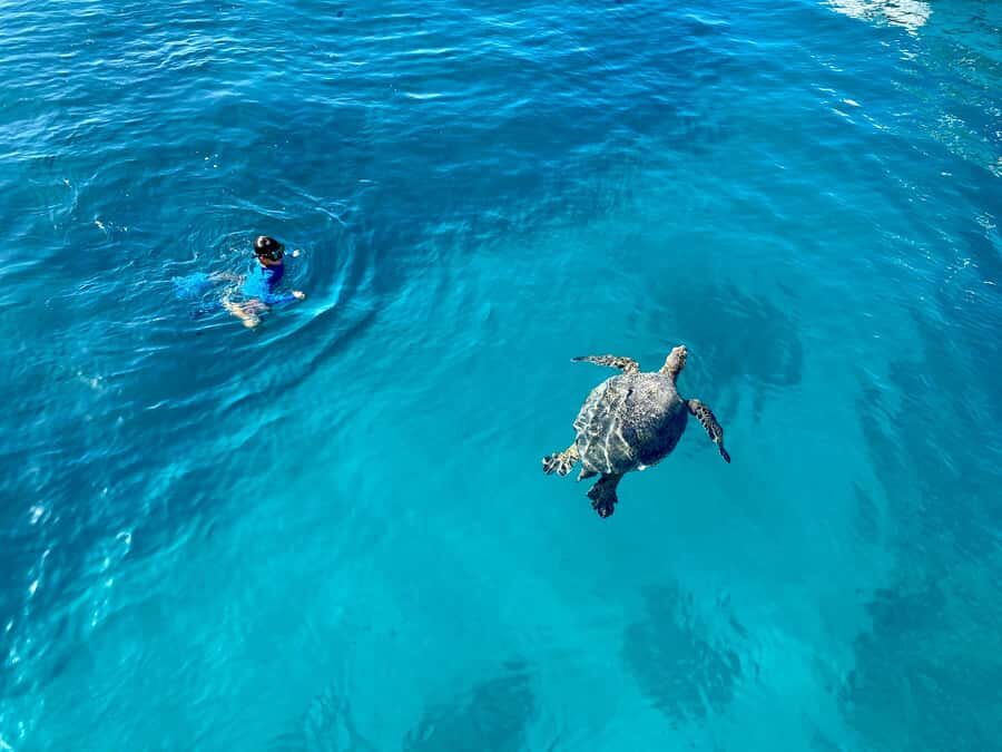 Waikiki: Sea Turtle Snorkeling, Small Group Boat Tour - Key things I’d pin on the wall before you book
