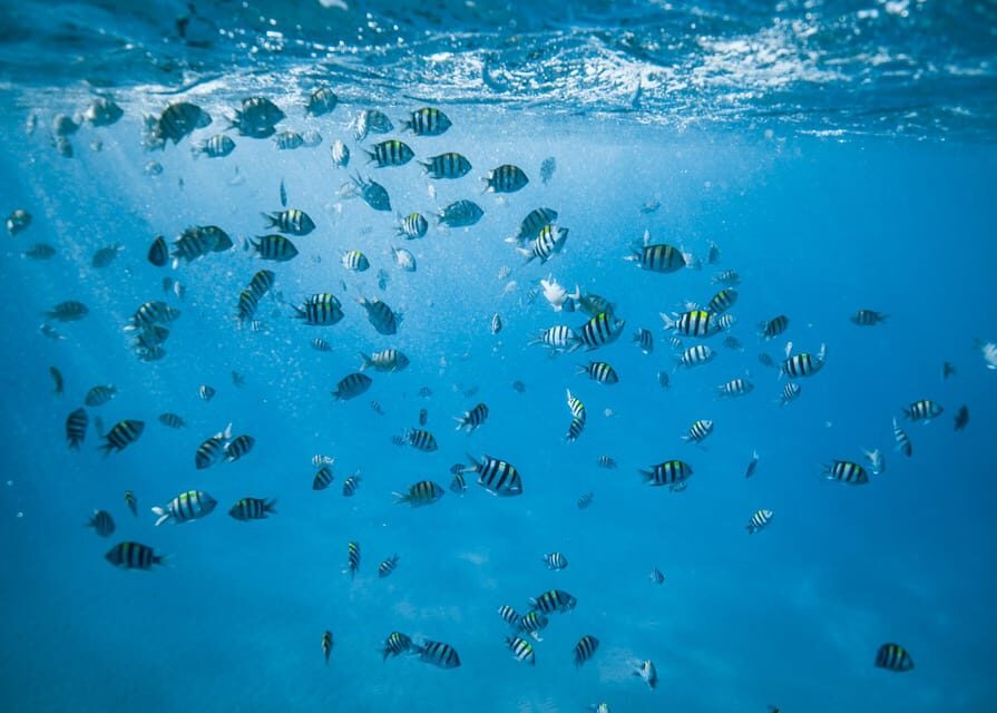 Waikiki: Sea Turtle Snorkeling, Small Group Boat Tour - Turtle Canyon underwater: what you’re actually looking at
