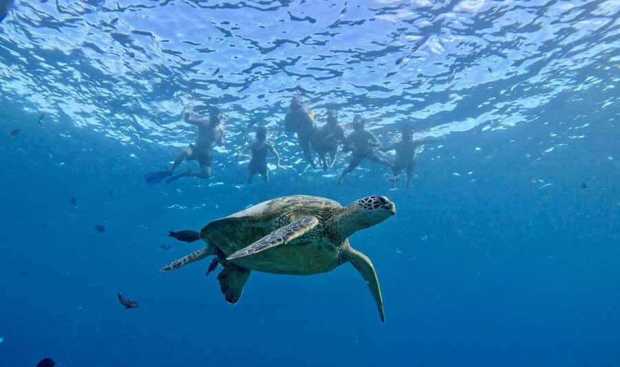 Waikiki: Sea Turtle Snorkeling, Small Group Boat Tour - The crew matters: service you can feel in small details