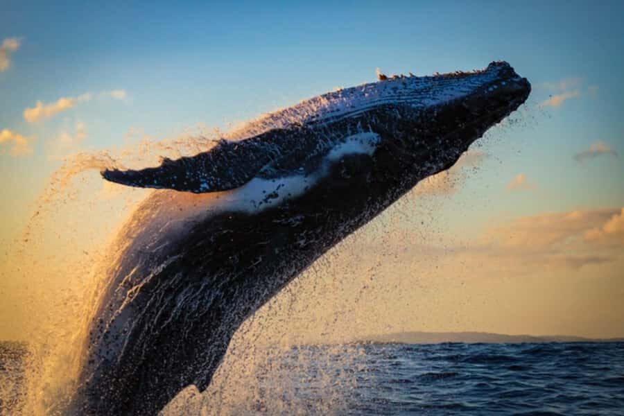 Waikiki: Sunset Whale Watching with 2 Drinks (BYOB-Friendly) - Key things that make this cruise worth your time