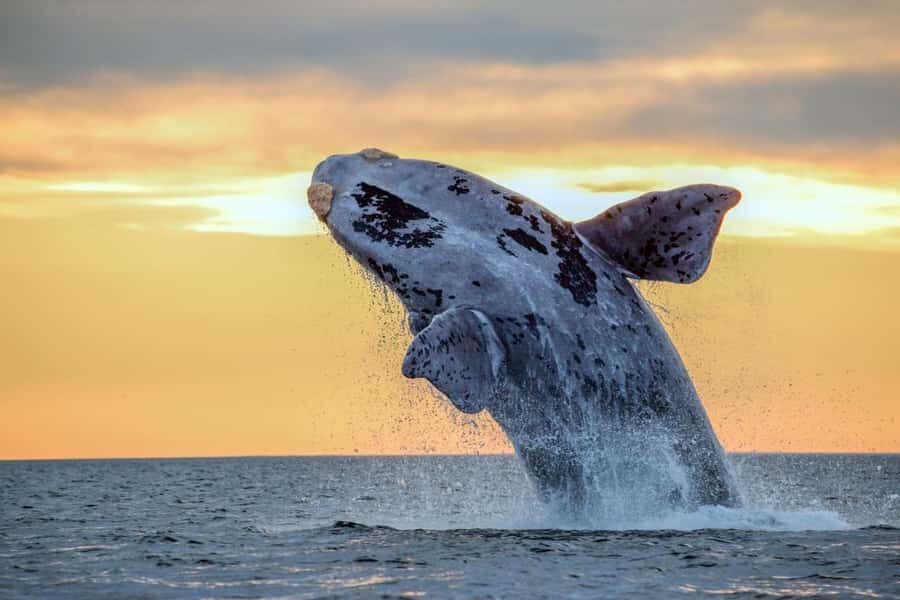 Waikiki: Sunset Whale Watching with 2 Drinks (BYOB-Friendly) - Waikiki at sunset, with whales on the schedule