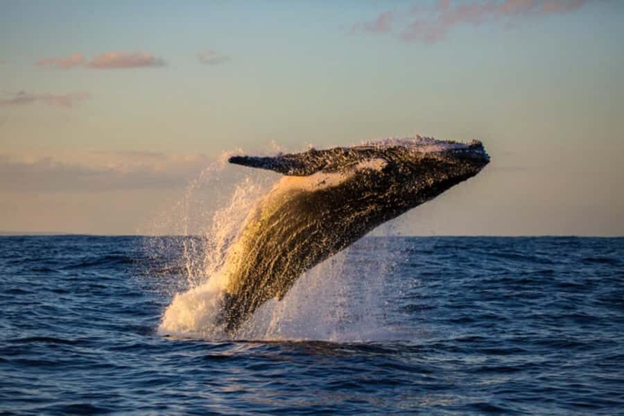 Waikiki: Sunset Whale Watching with 2 Drinks (BYOB-Friendly) - Whale spotting reality: what to do if you don’t see them