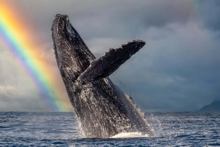 Waikiki: Sunset Whale Watching with 2 Drinks (BYOB-Friendly) - What to bring (and what will ruin your photos if you forget it)