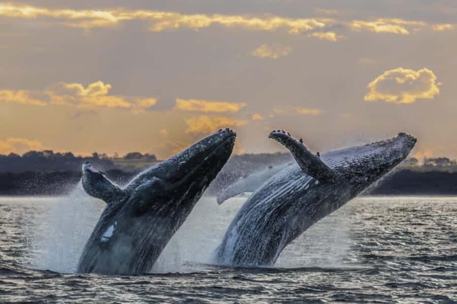 Waikiki: Sunset Whale Watching with 2 Drinks (BYOB-Friendly) - Who this cruise is best for