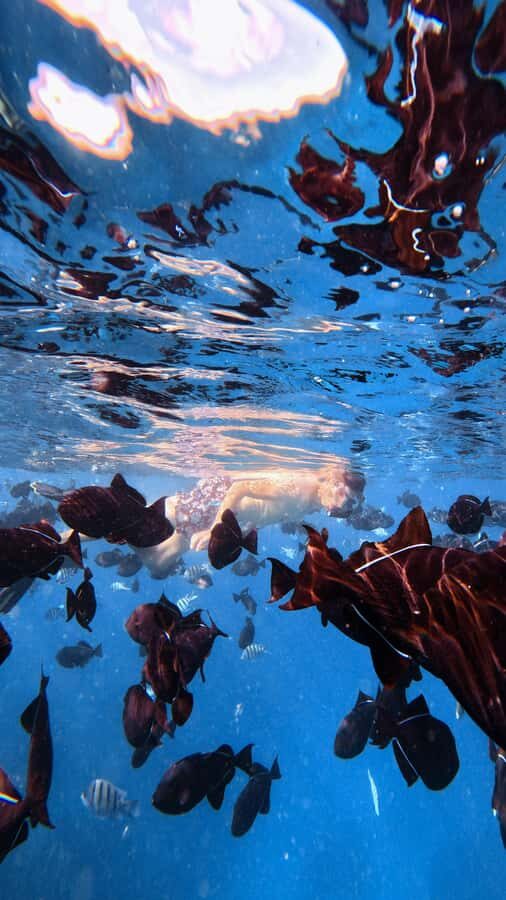 Waikiki: Turtle Canyon Snorkel Tour with Small Group - Key things to know before you go