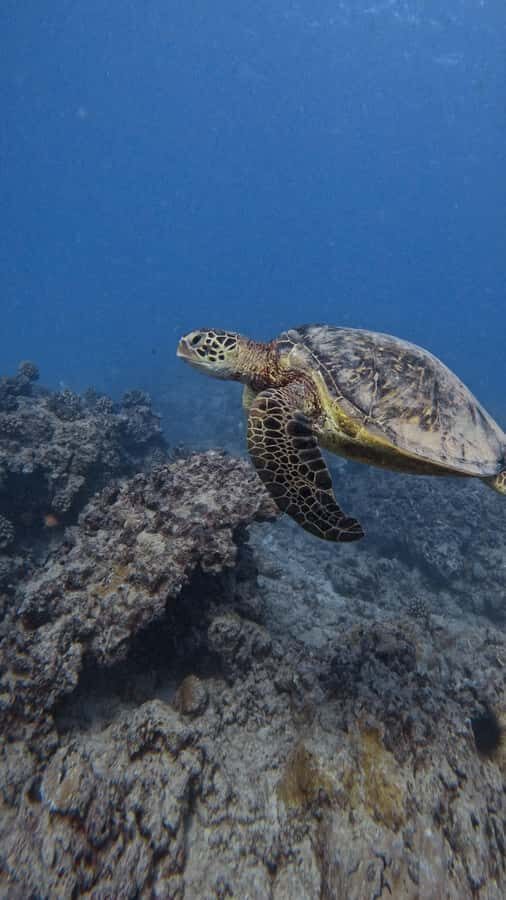 Waikiki: Turtle Canyon Snorkel Tour with Small Group - Turtle Canyon: why this Waikiki snorkeling spot matters