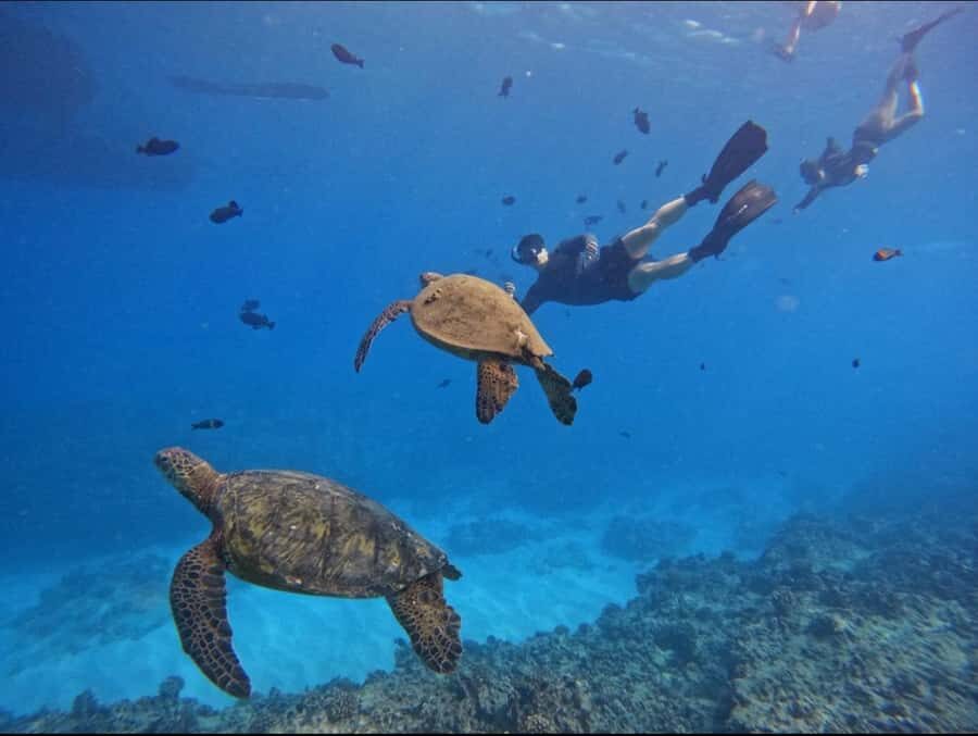 Waikiki: Turtle Canyon Snorkel Tour with Small Group - Turtle Canyon snorkeling: what you’ll likely see