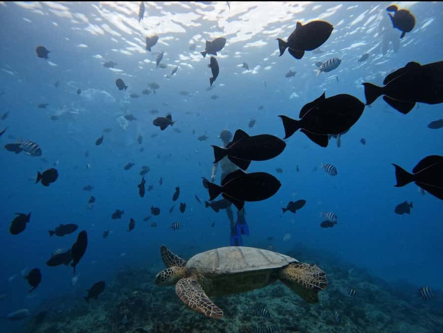 Waikiki: Turtle Canyon Snorkel Tour with Small Group - What the instructor and small group really change