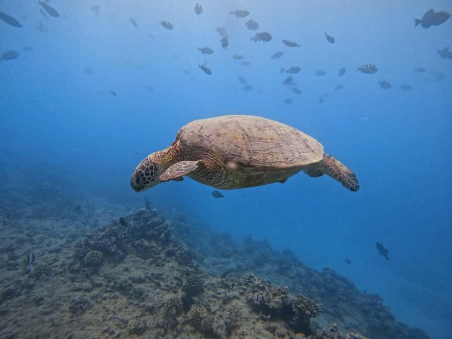 Waikiki: Turtle Canyon Snorkel Tour with Small Group - Who should book, and who should skip