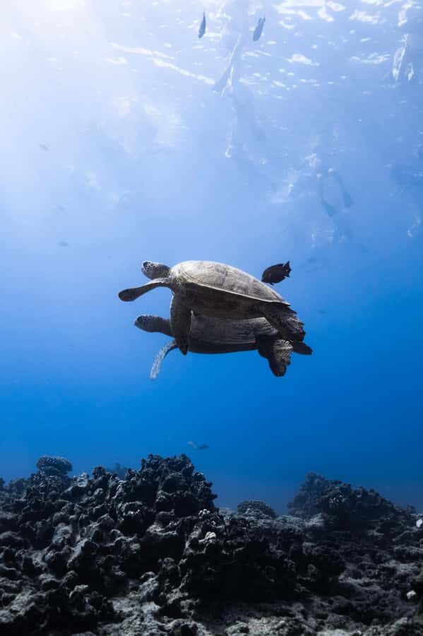 Waikiki: Turtle Canyon Snorkel Tour with Small Group - A balanced look at potential downsides
