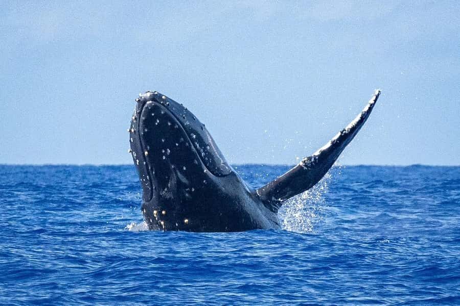 Whale Watching Cruise in Waikiki Oahu - SEE THE HUMPBACKS! - Key things I’d watch for on this Waikiki humpback cruise
