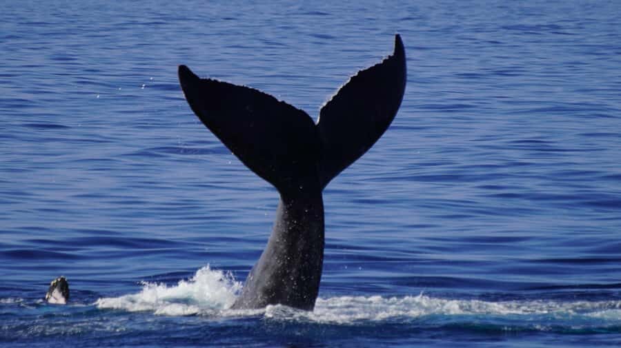 Whale Watching Cruise in Waikiki Oahu - SEE THE HUMPBACKS! - Booking smart: timing, comfort gear, and motion tips