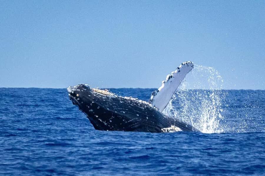 Whale Watching Cruise in Waikiki Oahu - SEE THE HUMPBACKS! - Humpbacks returning from Alaska: why this cruise feels special