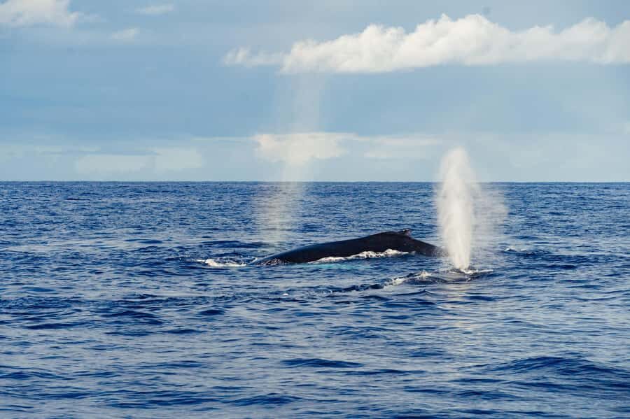 Whale Watching Cruise in Waikiki Oahu - SEE THE HUMPBACKS! - What the 150 minutes on the water actually feels like