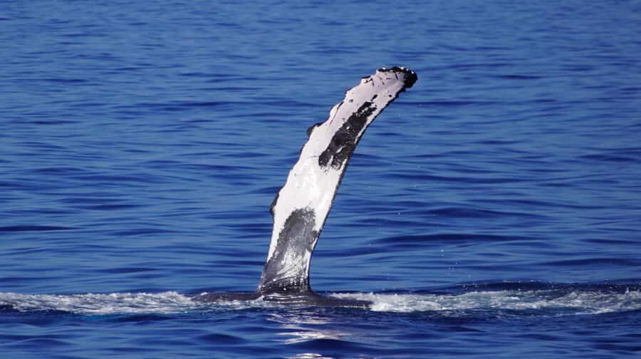 Whale Watching Cruise in Waikiki Oahu - SEE THE HUMPBACKS! - Waikiki skyline from the sea: the photos you’ll actually use