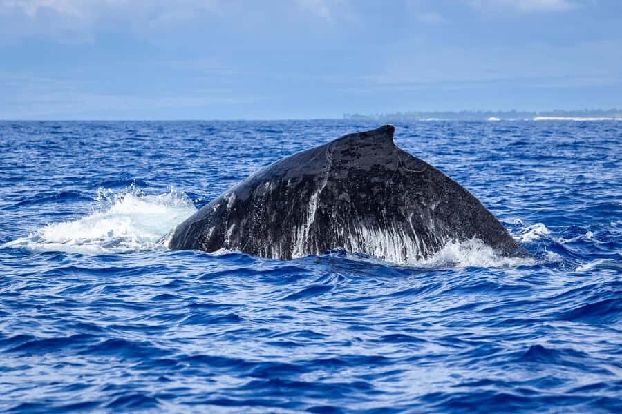 Whale Watching Cruise in Waikiki Oahu - SEE THE HUMPBACKS! - BYO snacks, hot cocoa, and the alcohol rules (without surprises)