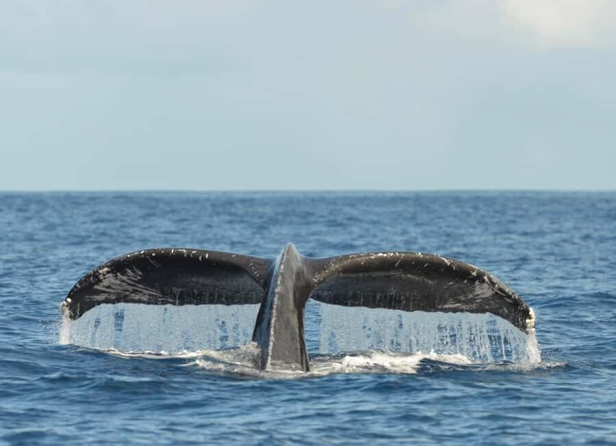 Whale Watching Cruise in Waikiki Oahu - SEE THE HUMPBACKS! - Price and value: is $80 for 150 minutes reasonable?